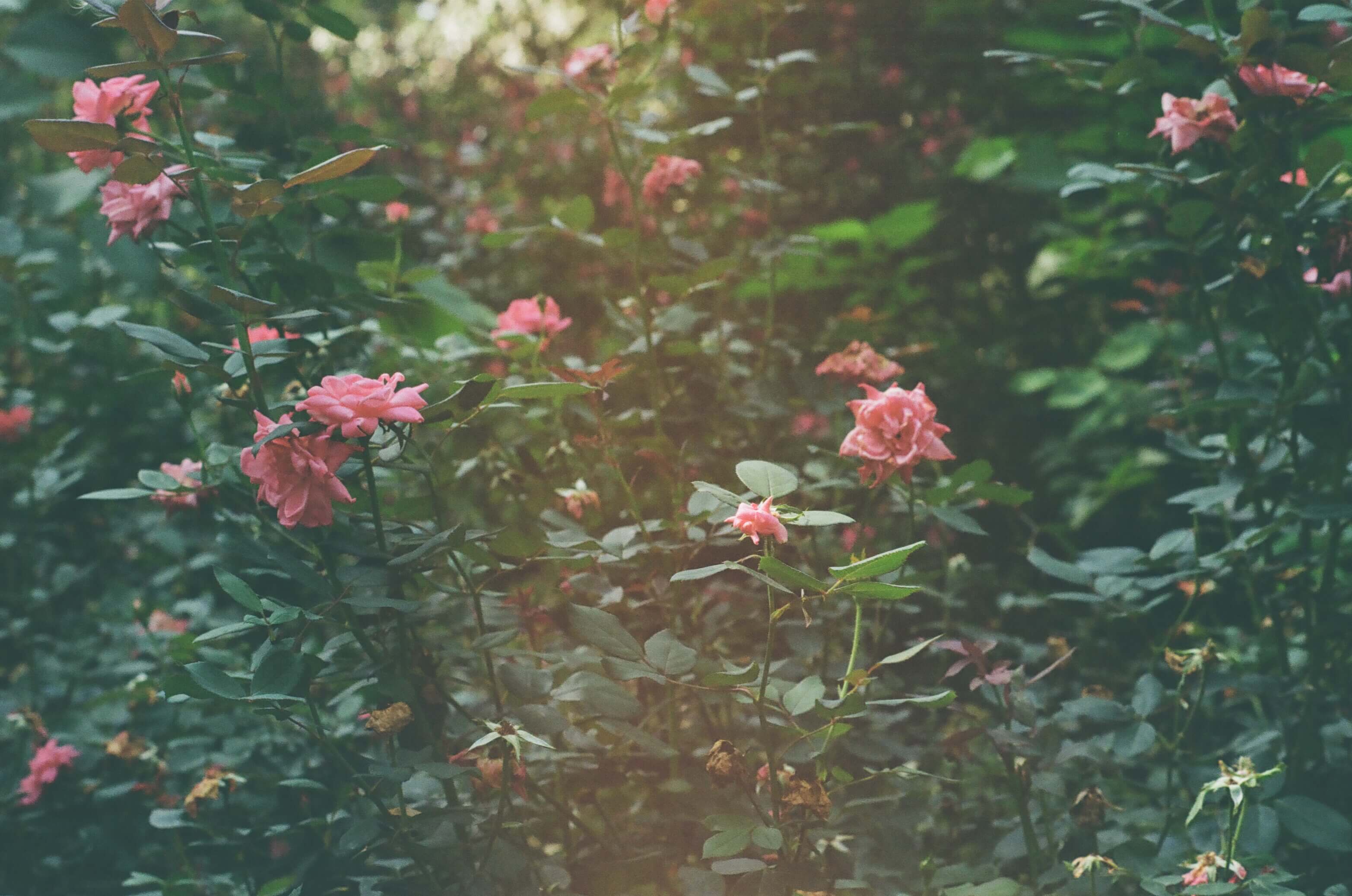 Film photography