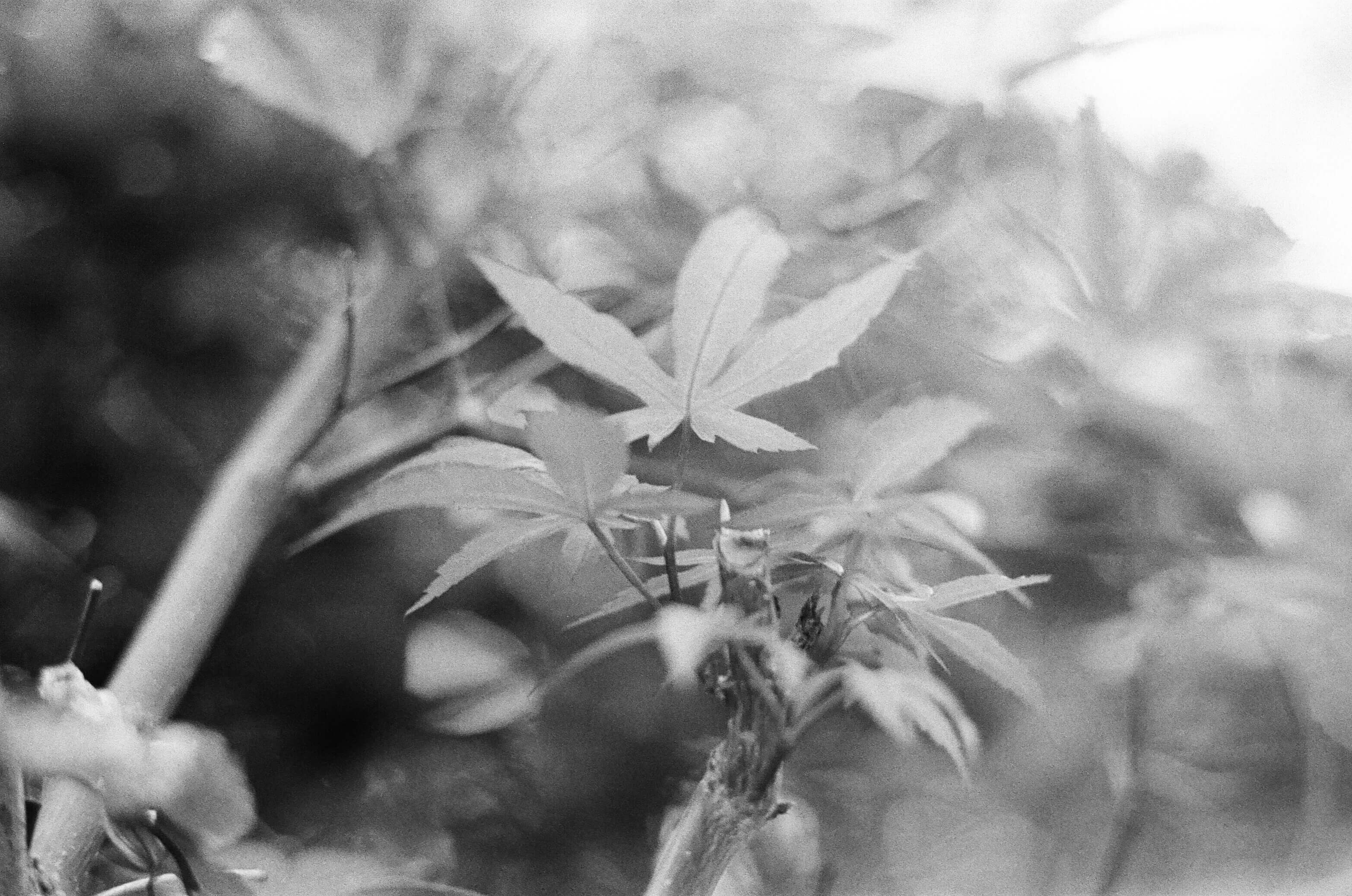 Film photography