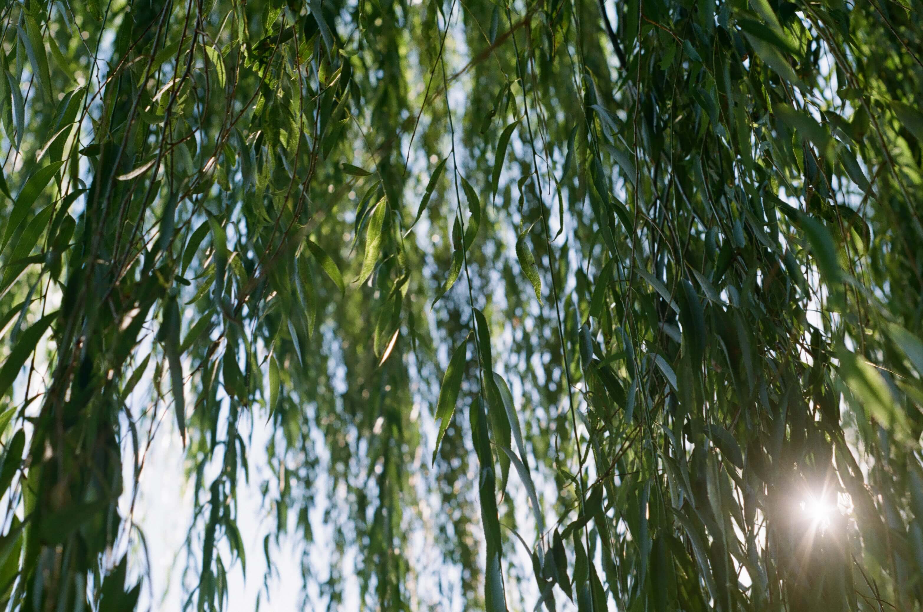 Film photography