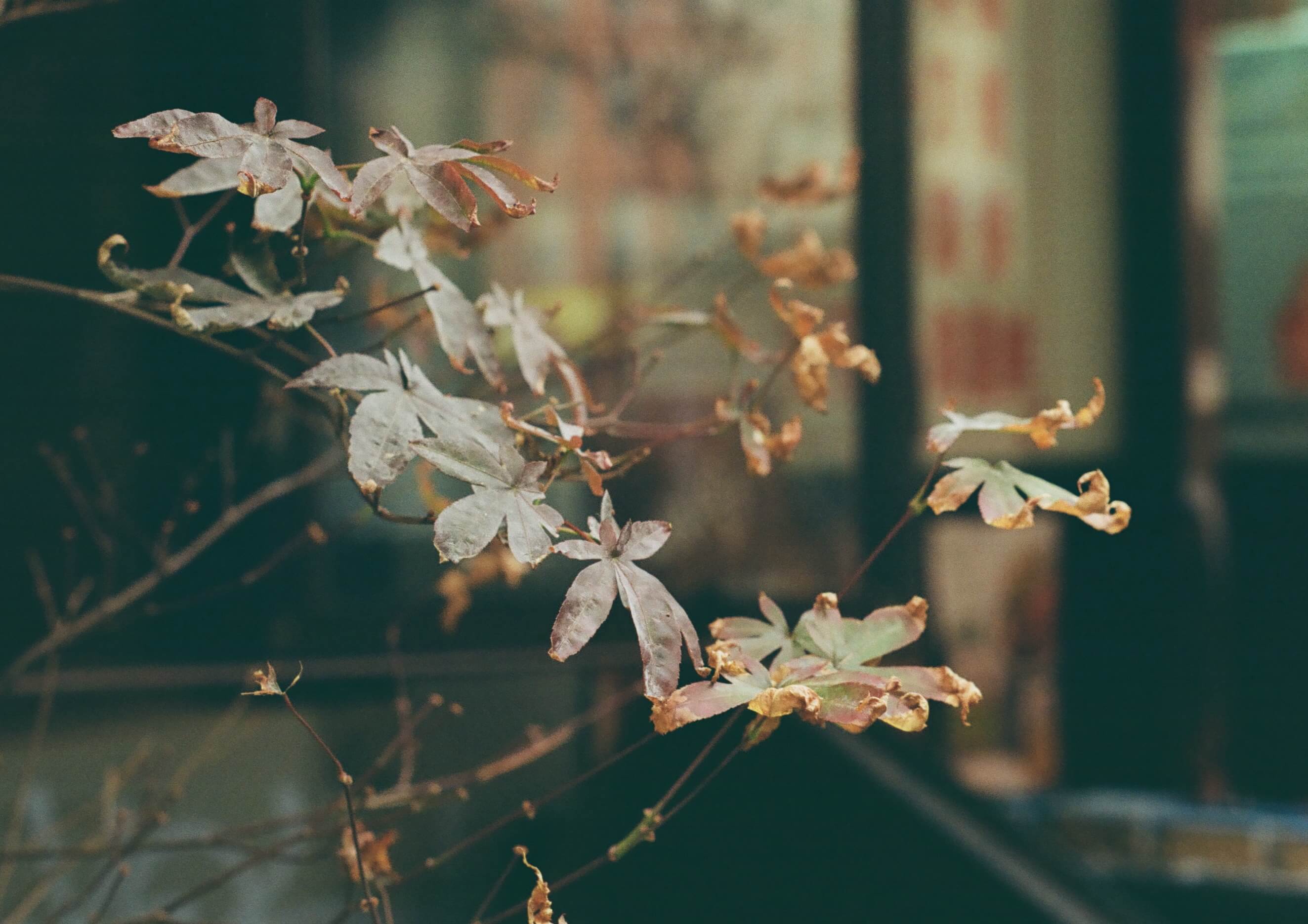 Film photography