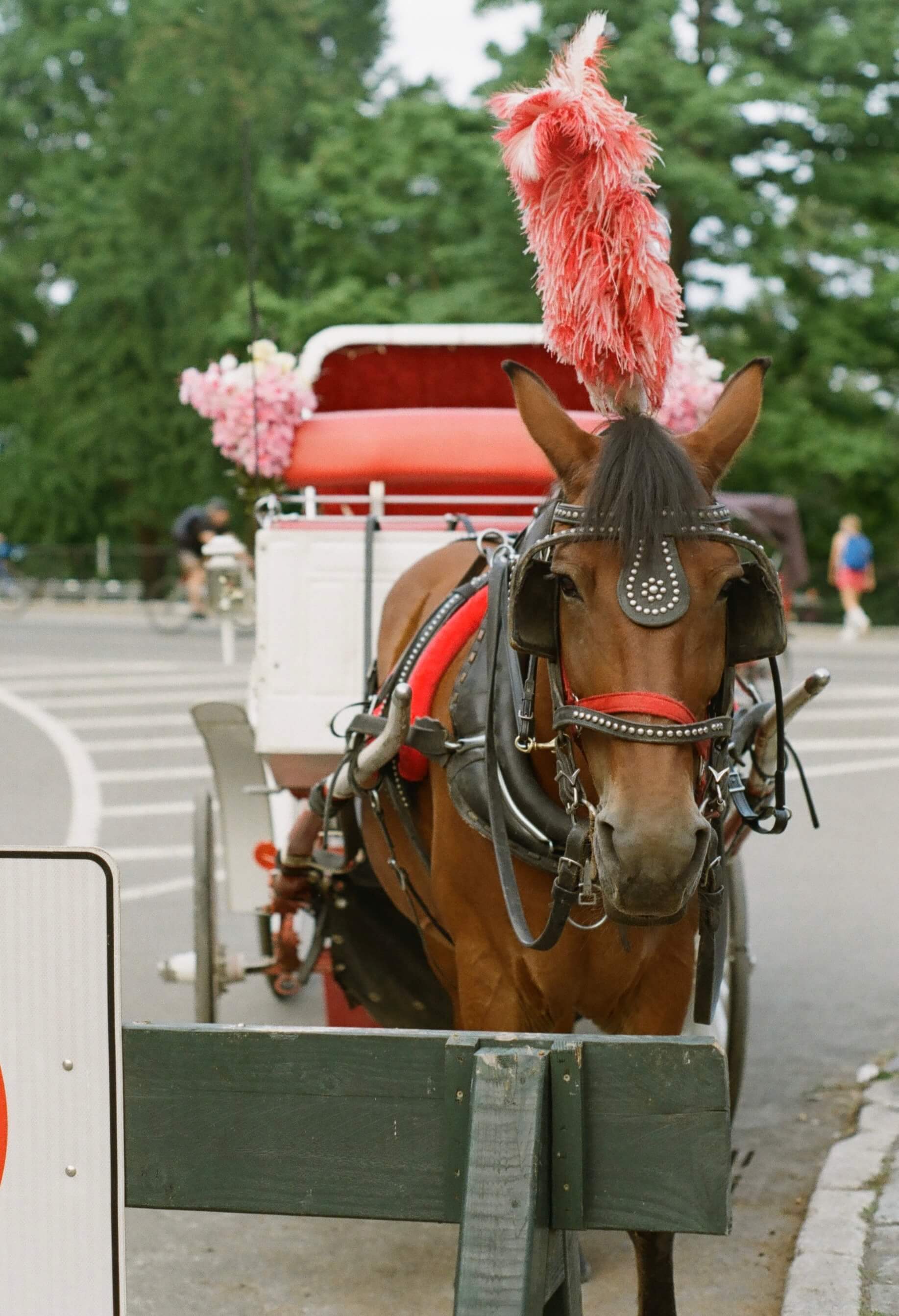Film photography